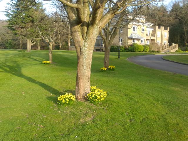 Mini daffs apartments